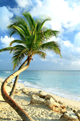 Palm tree on the coast the ocean