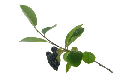 black berry aronia