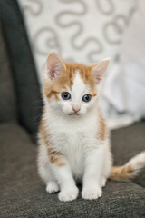 Ginger white house cat kitten