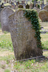 Gravestone covered in ivy