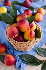 nectarines