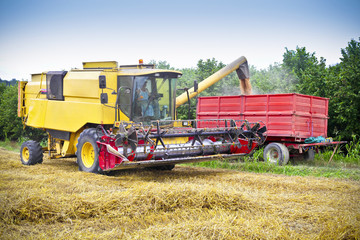 Combine harvests wheat on a field