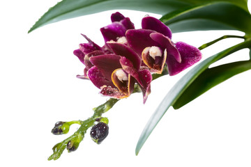 Blooming branch deep purple with drops orchid, phalaenopsis is i