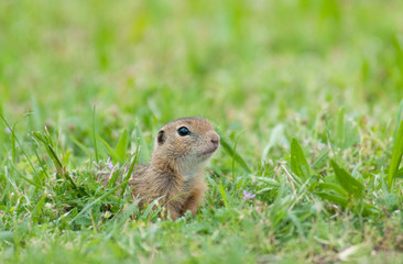 Naklejka na ściany i meble curious european ground squirrel looking out of the grass