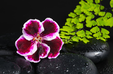 Fototapeta na wymiar Spa concept with beautiful deep purple flower of geranium, green