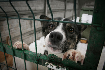 Shelter Dog