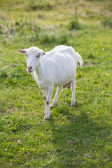 Obraz na płótnie Canvas Milk goat