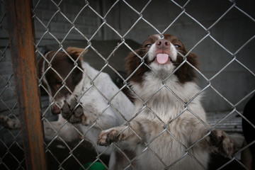 Shelter Dog