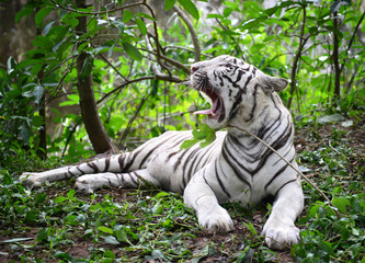 Fototapeta na wymiar female white bengal tiger