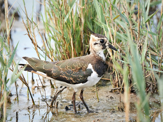 Northern Lapwing (Vanellus vanellus)