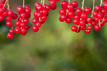 red currant