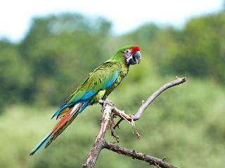 Military Macaw (Ara militaris)