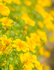 Obraz premium yellow spring flowers in garden