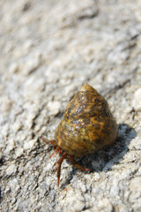 Little Crab in an snail shelf close-up