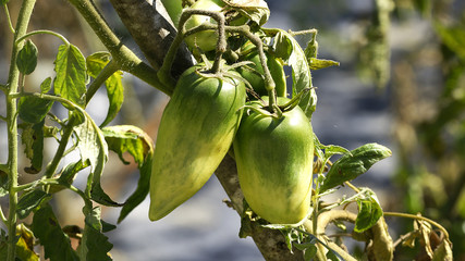 Planta con pimientos amarillos