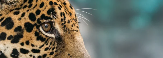 Foto op Plexiglas Jaguar (Panthera onca) © anankkml