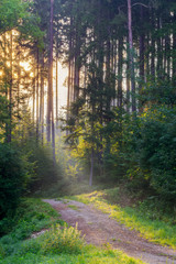 Obraz premium Sunrays through the Morning Forrest