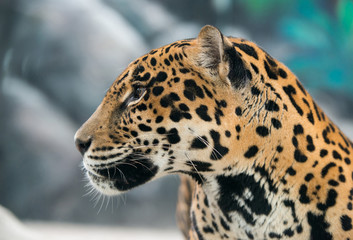 Naklejka premium jaguar ( Panthera onca )