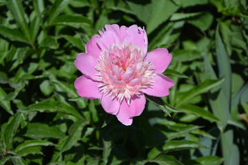 Peony
