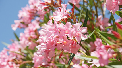 Flor de color rosa