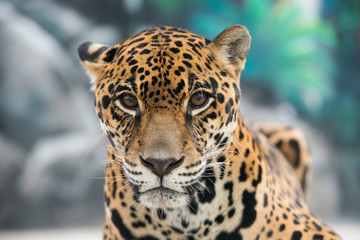 jaguar ( Panthera onca )