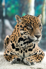 Obraz premium jaguar ( Panthera onca )