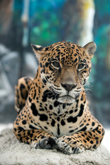 Naklejka na ściany i meble jaguar ( Panthera onca )