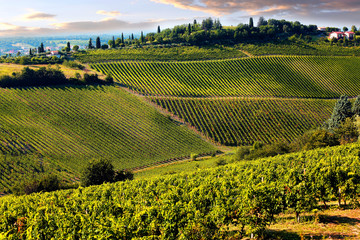Hills of Tuscany With Vineyard In The Chianti Region - obrazy, fototapety, plakaty