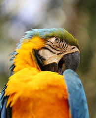 Obraz premium portrait of a blue parrot