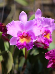 beautiful pink orchid