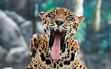 jaguar ( Panthera onca )