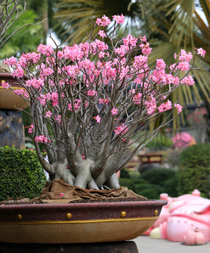 flowering bonsai Tree
