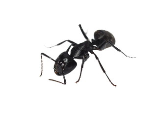 Big forest black ant isolated on white (Europe), Carpenter ant