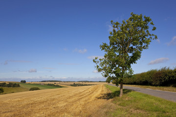 harvest scenery