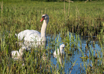 Mute swans and young family
