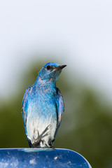 mountain bluebird