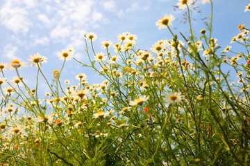 Spring Meadow with Daisies