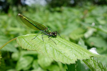 Gebänderte Prachtlibelle, Calopteryx splendens