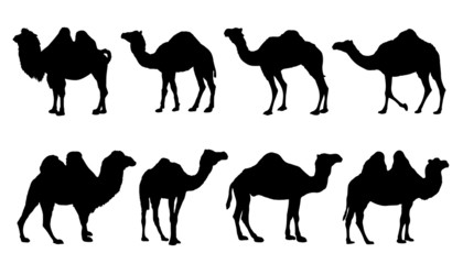 camel silhouettes - obrazy, fototapety, plakaty