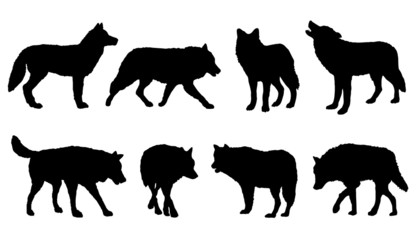 wolf silhouettes - obrazy, fototapety, plakaty