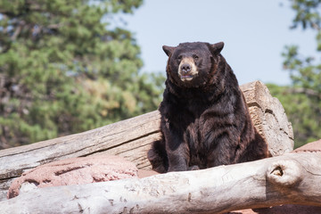 adult black bear