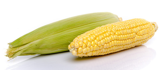 Fresh corn on the cob © thodonal