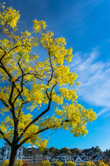 Autumn in swiss alps