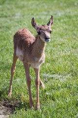 baby antelope