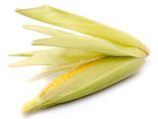 Fresh corn on the cob © thodonal