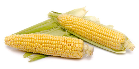 Fresh corn on the cob