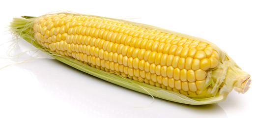 Fresh corn on the cob