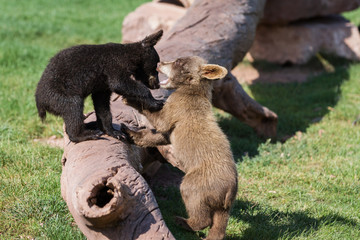 baby bear cubs