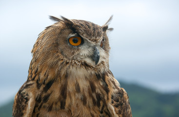 Eurasian Eagle Owl