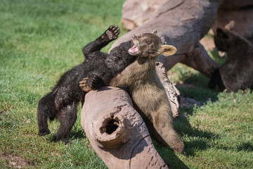 baby bear cubs